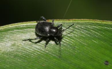 Aoria nigripes (Baly, 1860) 黑腳毛猿金花蟲