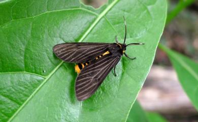 Amsactoides solitaria (Wileman, 1910)