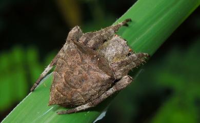 Parawixia dehaani Doleschall, 1859 三角鬼蛛