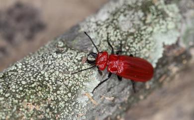 Cissites cephalotes (Olivier, 1795) 大紅芫青