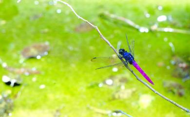 Orthetrum pruinosum neglectum 霜白蜻蜓中印亞種