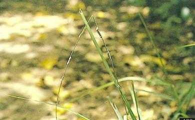Paspalidium flavidum 黃穗類雀稗