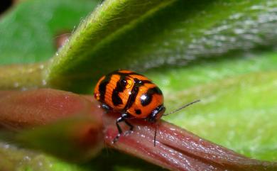 Cryptocephalus trifasciatus Fabricius, 1787 三帶筒金花蟲