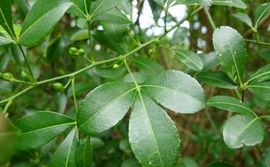 Toddalia asiatica (L.) Lam. 飛龍掌血