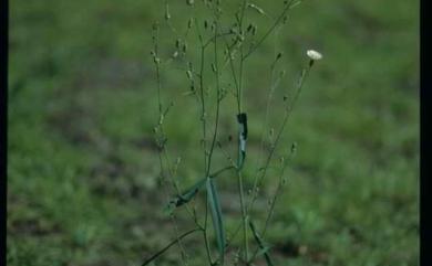 Lactuca indica 鵝仔草