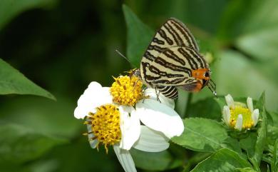 Spindasis kuyanianus (Matsumura, 1919) 蓬萊虎灰蝶