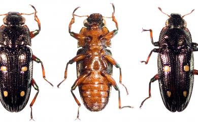 Neohelota lewisi (Ritsema, 1915) 路易斯大吸木甲