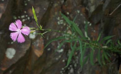 Dianthus palinensis 巴陵石竹