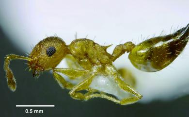 Crematogaster schimmeri Foerl, 1912 席氏舉尾家蟻