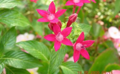 Pentas lanceolata (Forssk.) Deflers 繁星花