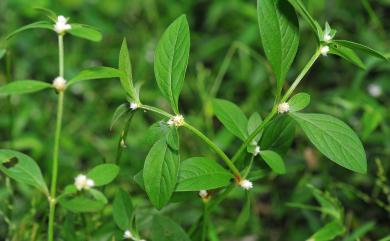 Alternanthera bettzickiana 毛蓮子草