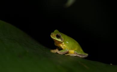 Hyla chinensis Günther, 1858 中國樹蟾