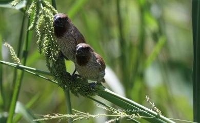 Lonchura punctulata topela (Swinhoe, 1863) 斑文鳥