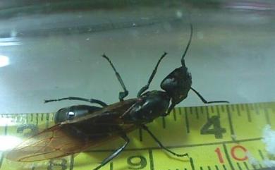 Camponotus formosensis Wheeler, 1909 臺北巨山蟻