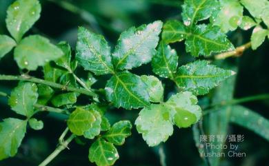 Eleutherococcus trifoliatus (L.) S.Y.Hu 三葉五加