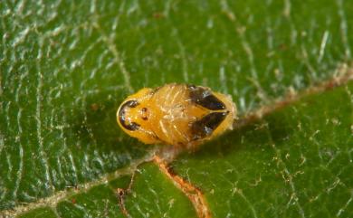 Coenobius taiwanus Chujo, 1954 紅胸姬筒金花蟲