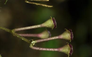 Bredia scandens Hayata 布勒德藤