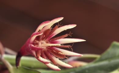 Bruguiera gymnorhiza 紅茄冬
