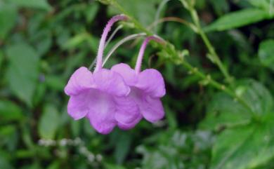 Asystasiella neesiana 尼氏擬馬偕花