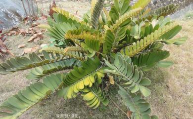 Zamia furfuracea 美葉蘇鐵