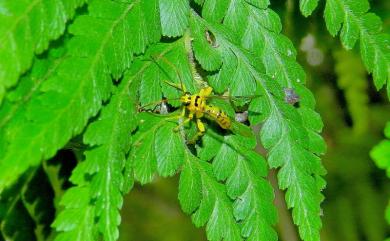 Xanthopimpla pedator (Fabricius, 1775) 松毛蟲黑點瘤姬蜂