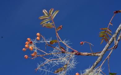 Sorbus randaiensis (Hayata) Koidz. 巒大花楸