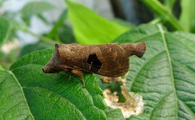 Metanastria hyrtaca (Cramer, 1779) 大斑Y毛蟲