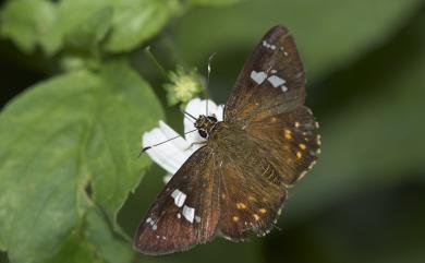 Celaenorrhinus pulomaya formosanus Fruhstorfer, 1909 尖翅星弄蝶