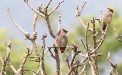 Bombycilla japonica (Siebold, 1824) 朱連雀