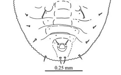 Aleurothrixus smilaceti Takahashi, 1934 菝葜鬚粉蝨