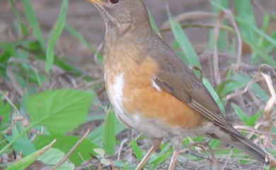 Turdus chrysolaus Temminck, 1831 赤腹鶇