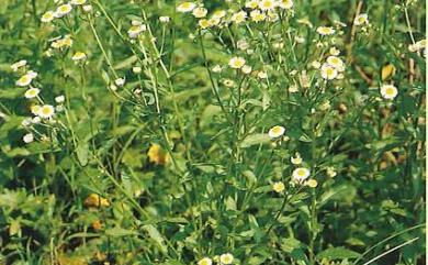 Erigeron annuus (L.) Pers. 白頂飛蓬