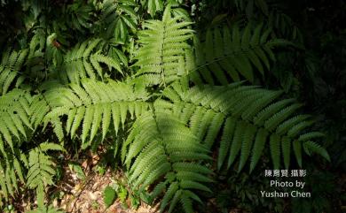 Pteris wallichiana C.Agardh 瓦氏鳳尾蕨