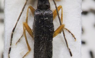 Micropodabrus obscurior (Wittmer, 1954) 暗色微雙齒菊虎