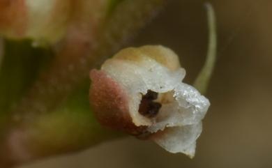 Goodyera yangmeishanensis 小小班葉蘭