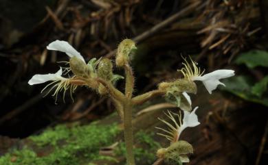 Odontochilus inabae 單囊齒唇蘭