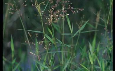 Isachne globosa (Thunb.) Kuntze 柳葉箬