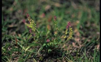 Polygala tatarinowii 小扁豆