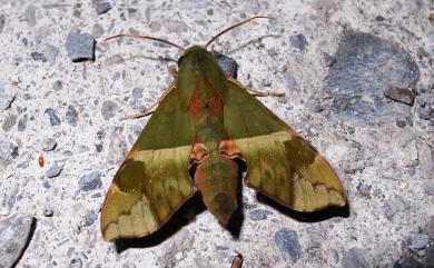 Angonyx testacea (Walker, 1856) 褐綠天蛾