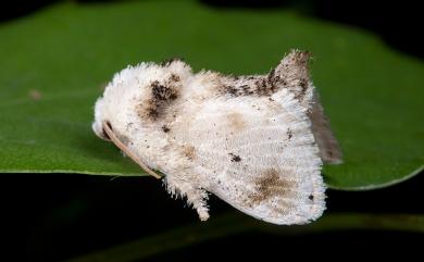 Althonarosa horisyaensis Kawada, 1930 黑眉白刺蛾