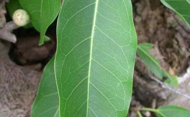 Ficus subpisocarpa Gagnep. 雀榕