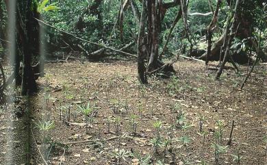 Helminthostachys zeylanica (L.) Hook. 錫蘭七指蕨