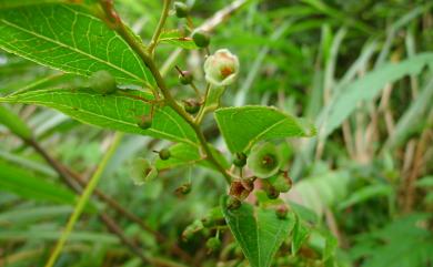 Gaultheria cumingiana S.Vidal 白珠樹