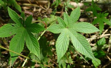 Humulus scandens (Lour.) Merr. 葎草