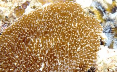 Sarcophyton latum (Dana, 1846) 皺褶肉質軟珊瑚
