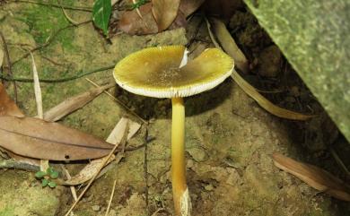 Amanita