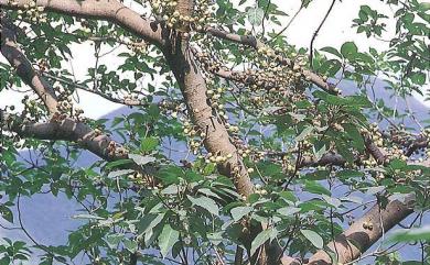 Ficus variegata var. variegata 幹花榕