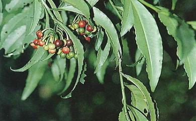 Ardisia virens Kurz 黑星紫金牛