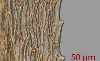 Dicranoloma cylindrothecium (Mit.) Sak., 1952 長蒴錦葉苔