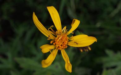 Ligularia japonica 大吳風草